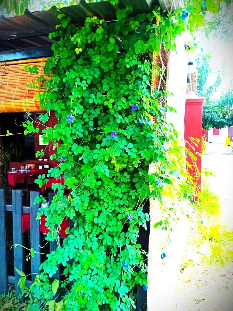 Dd Guest House Паксе Экстерьер фото
